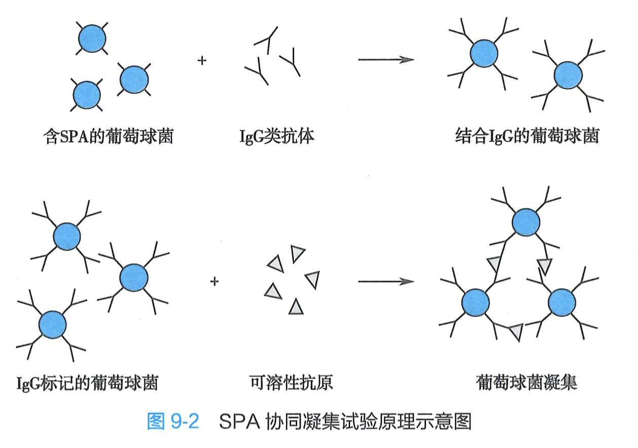 SPA 协同凝集试验原理示意图.png