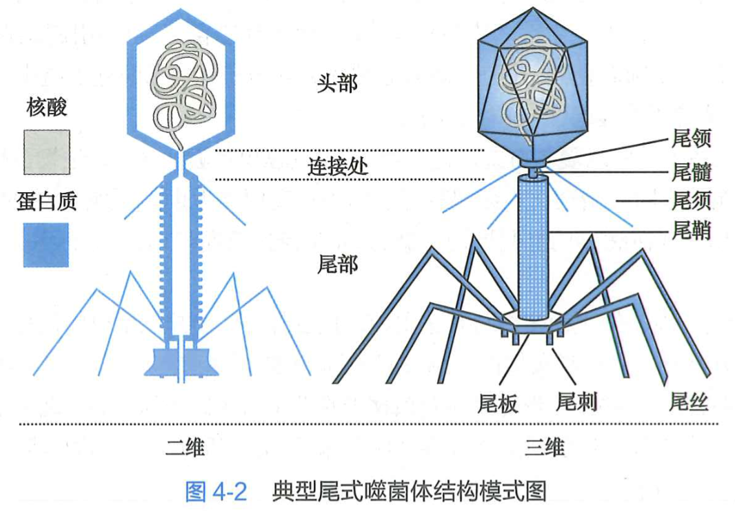 典型尾式噬菌体结构模式图.png