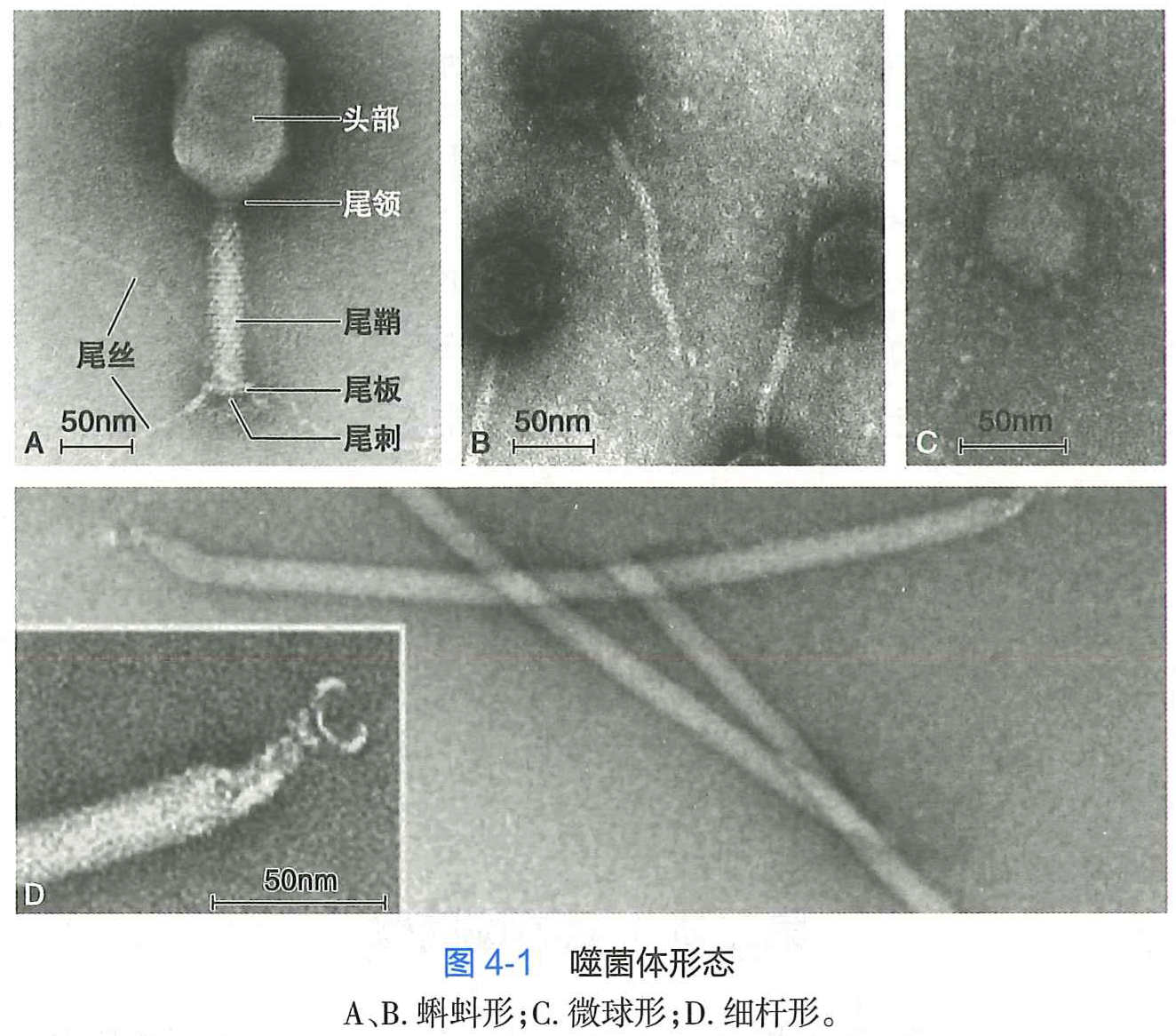 噬菌体形态.png