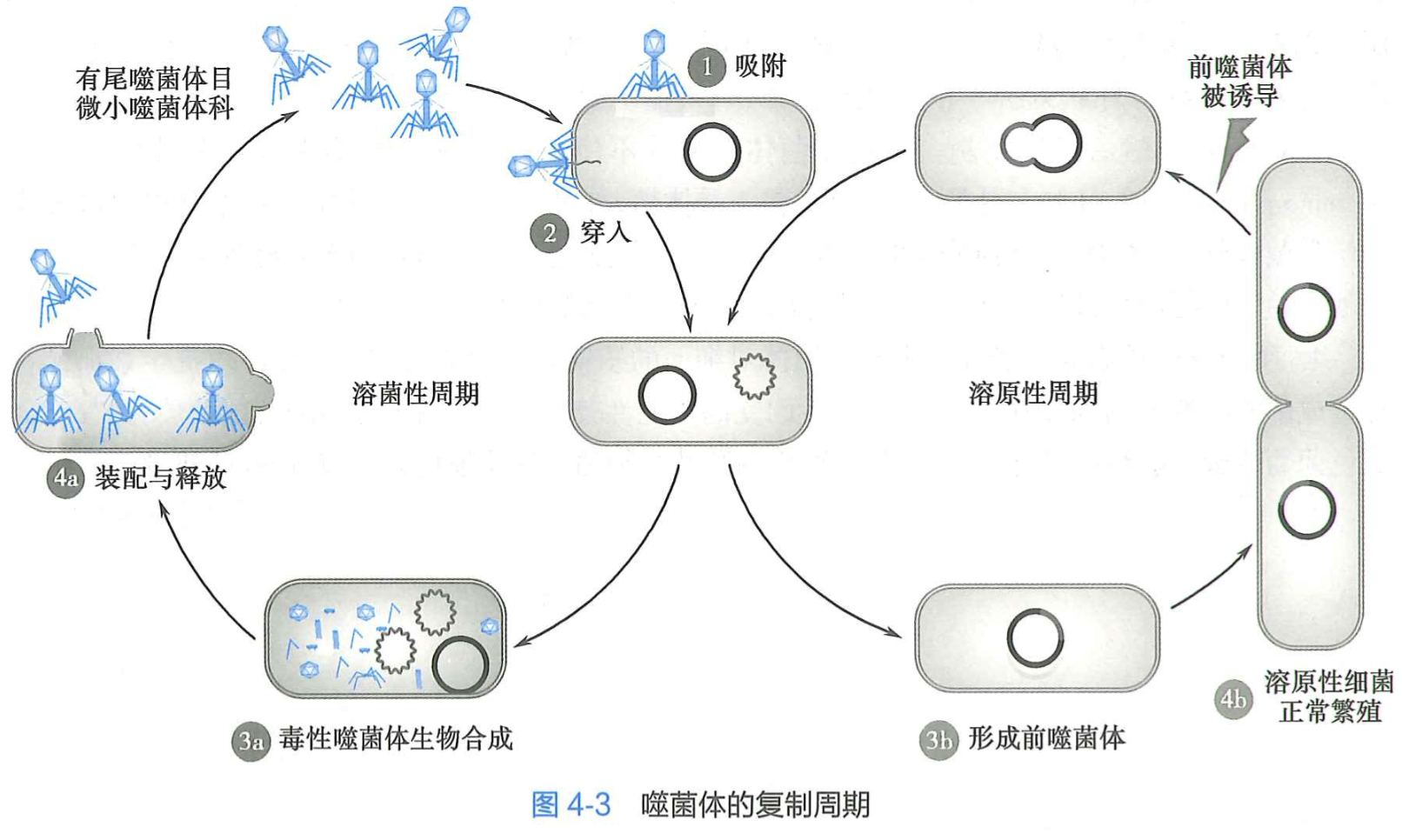 噬菌体的复制周期.png