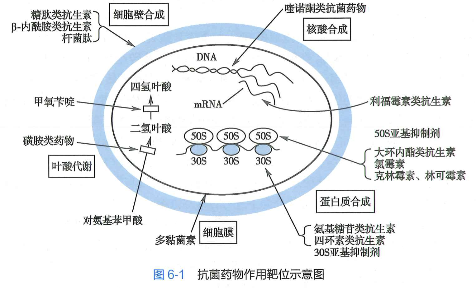 抗菌药物作用靶位示意图.png