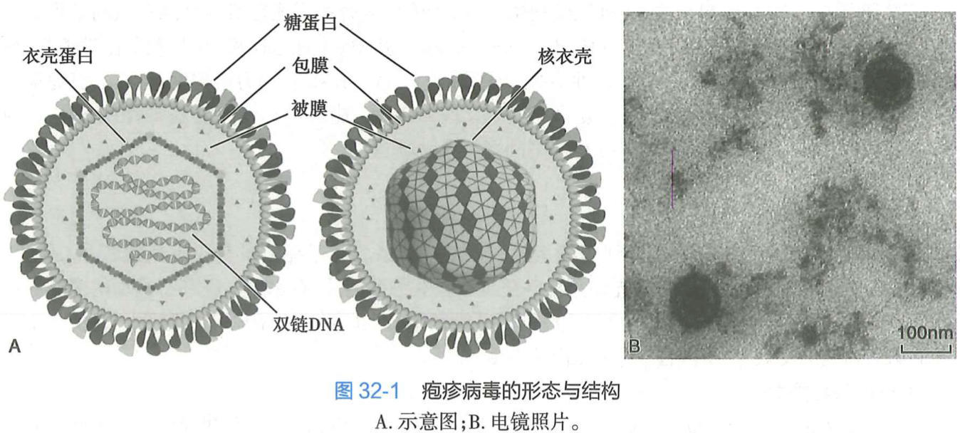 疱疹病毒的形态与结构.png