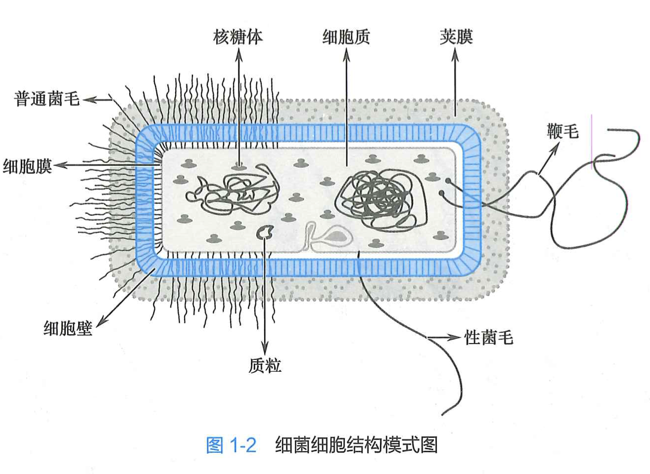 细菌细胞结构模式图.png