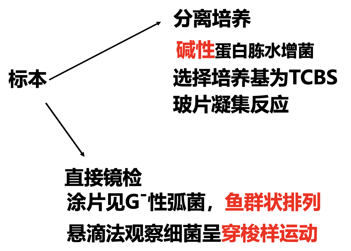 霍乱弧菌的微生物学检查.png